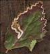 0050 (4.045) Stigmella aurella